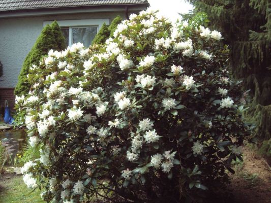 WeiÃŸer Rhododendron
