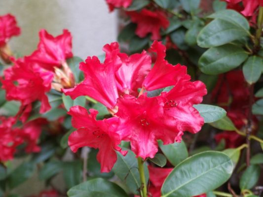 ein roter Rhododendron
