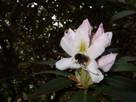 Hummel im Rhododendron

