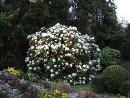 ein blÃ¼hender Rhododendron
