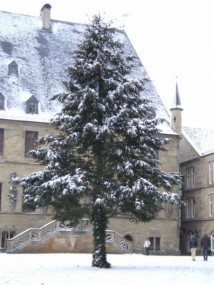 Weihnachtlich geschmÃ¼ckter Baum vor dem Rathaus
