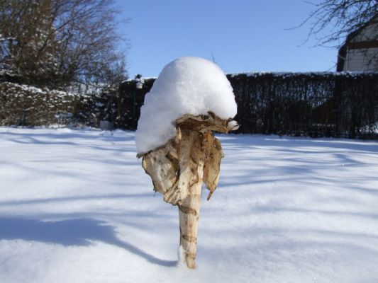 Der letzte Kohlstrunk im Garten...
Es liegen ca. 5 cm Schnee wie ein Hut obenauf
