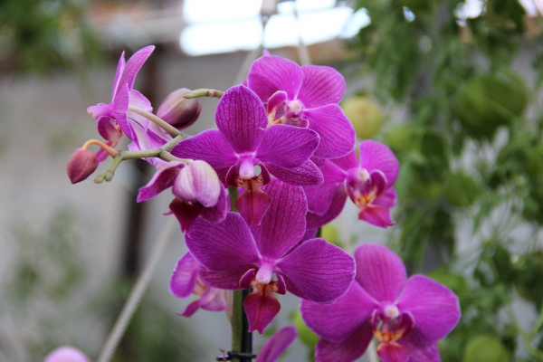 Eine wunderschÃ¶ne Orchidee auf der Landesgartenschau 2014
