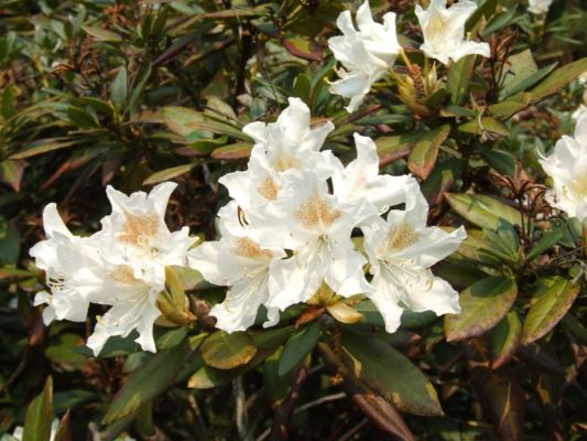 Rhododendron
