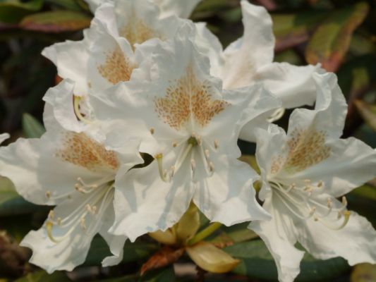 RhododendronblÃ¼ten
