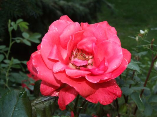 Rote Rosen...
Eine wunderschÃ¶ne Rose - bei mir im Garten nach einem Gewitterregen aufgenommen
Schlüsselwörter: Rosen